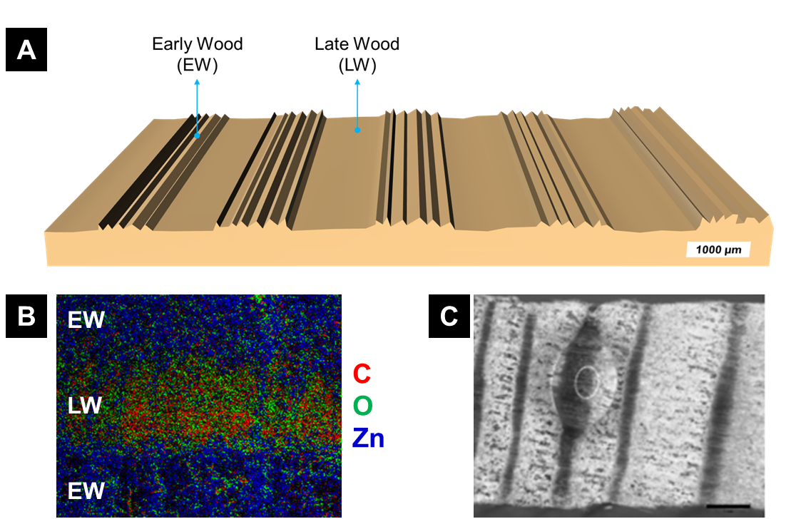 Enlarged view: Wetting behavior of anisotropically functionalized wood cross sections; Yaru Wang