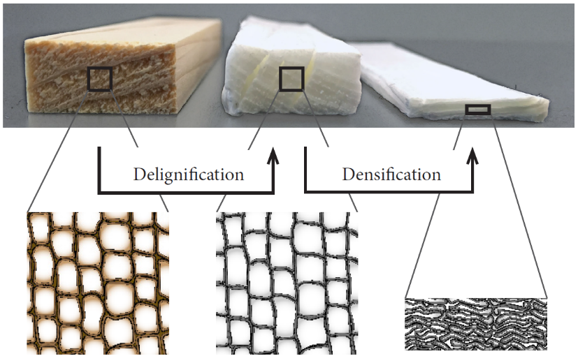 Schematic illustration of the newly developed process for the development of densified cellulose composites based on the delignification followed by densification of wood