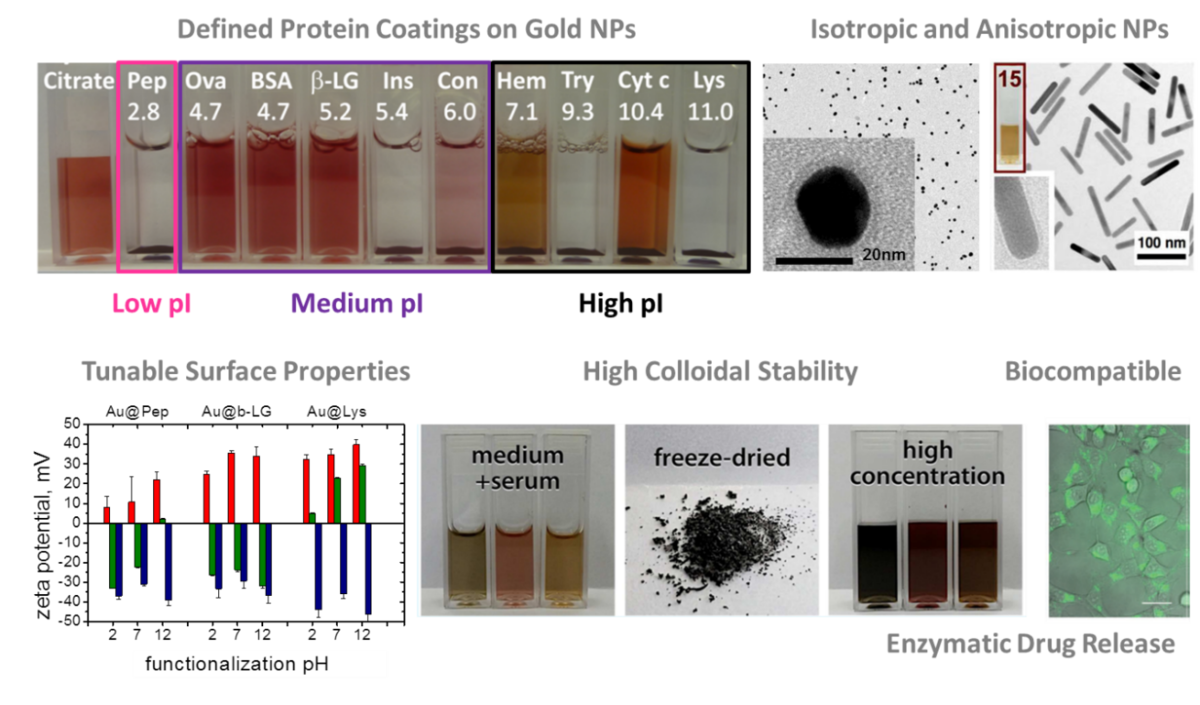 Enlarged view: Protein and enzyme coated nanoparticles; Munish Chanana